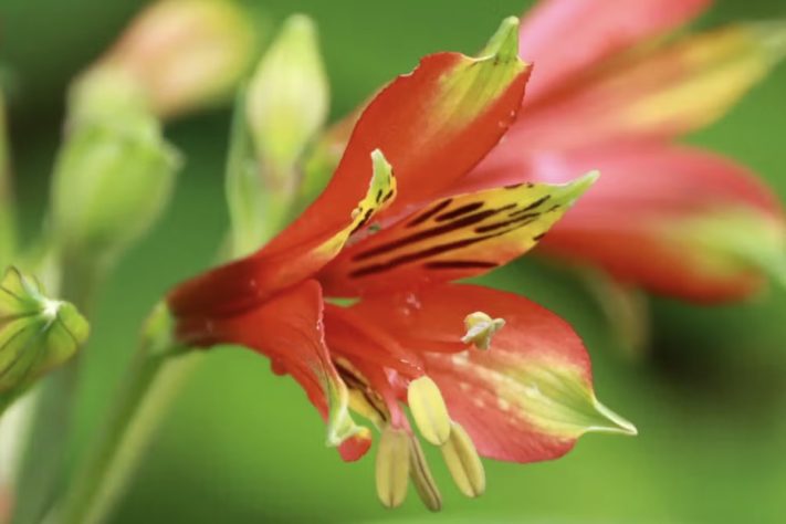 Fotografia feita em trilha leva à descoberta de nova espécie de flor em Santa Catarina, Alstroemeria cunha – Divulgação/João Paulo Durante