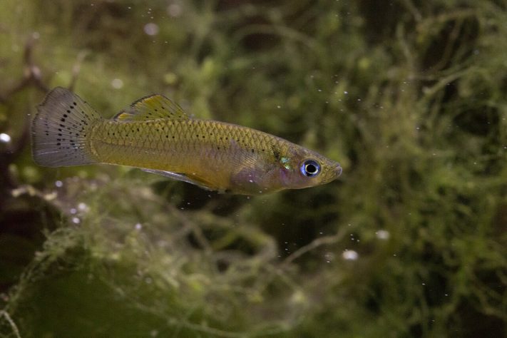 Espécie de peixe conhecida por se reproduzir apenas por fêmeas, molinésia-amazona – Wikimedia Commons/Marcos Rodríguez Bobadilla