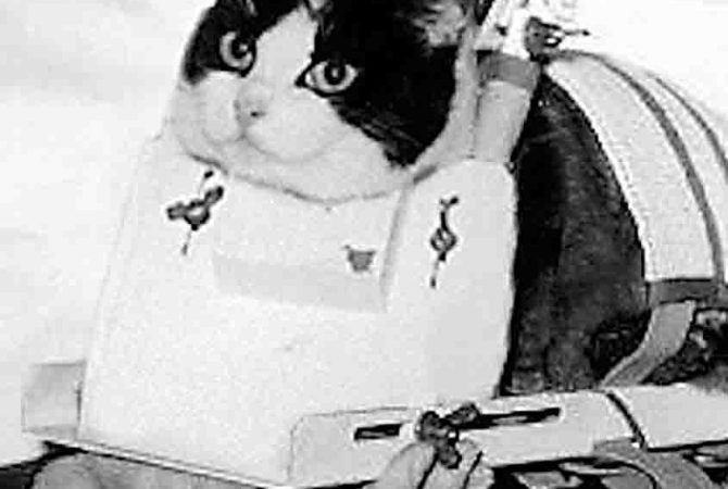 Antes da cadela Laika, uma gata francesa chegou ao espaço; saiba o que aconteceu com ela