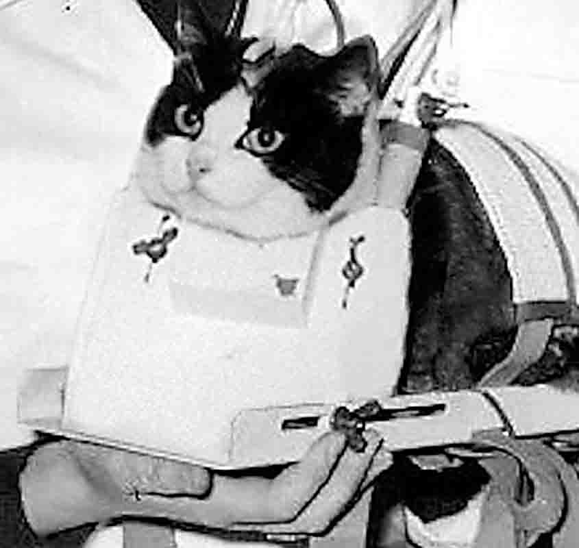 Em 18 de outubro 1963, a França enviou ao espaço uma gata de rua chamada Félicette - Divulgação/Cerma
