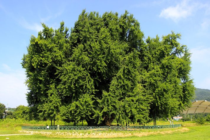 Considerada por muitos como a mais bonita do mundo, a árvore ginkgo, da vila de Bangye-ri, na Coreia do Sul, atrai visitantes de todo o planeta – Wikimedia Commons/Trainholic