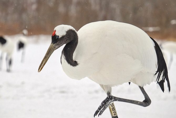 Grou-japonês, a ave da sorte do Japão, que está em perigo de extinção