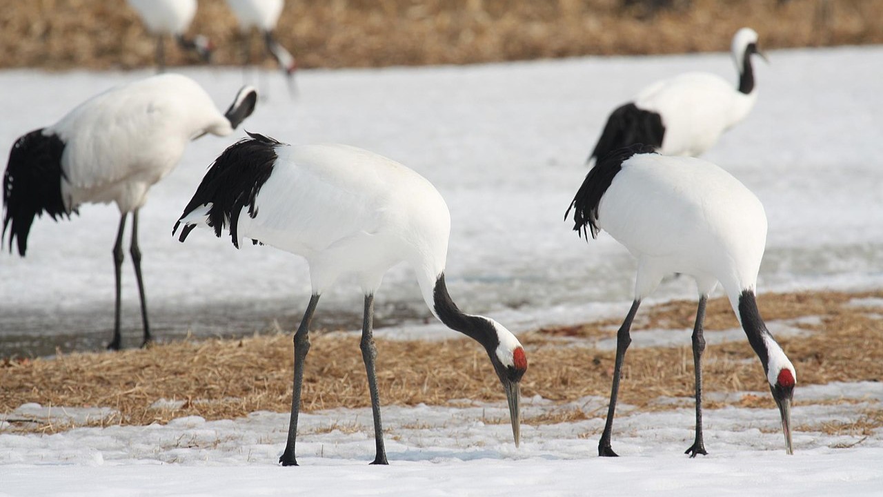 O grou-japonês é uma das maiores espécies de aves do mundo, capaz de atingir mais de 1,5 metro de altura e ter envergadura de até 2,5 metros. Essa imponência física combina com a força simbólica que o animal carrega em tantas tradições culturais ao longo da história.
