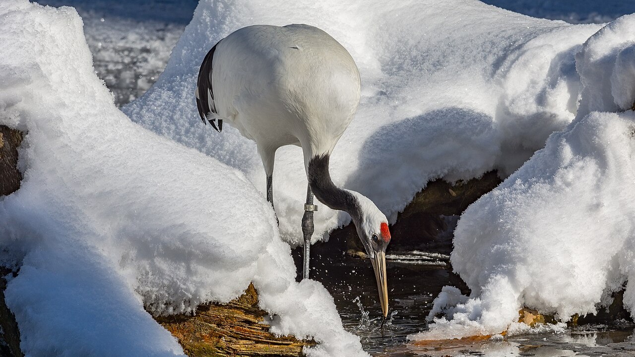 A espécie também se destaca por sua capacidade de adaptação ao clima rigoroso de algumas regiões da Ásia. Durante o inverno, muitos deles enfrentam temperaturas extremamente baixas e paisagens cobertas de neve. Nessas condições, suas penas densas ajudam a conservar o calor corporal.
