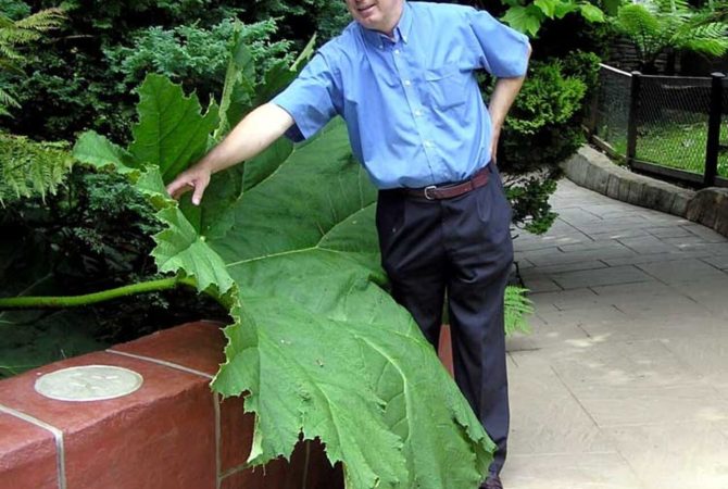 Gigantes da natureza: plantas com folhas enormes que desafiam a imaginação