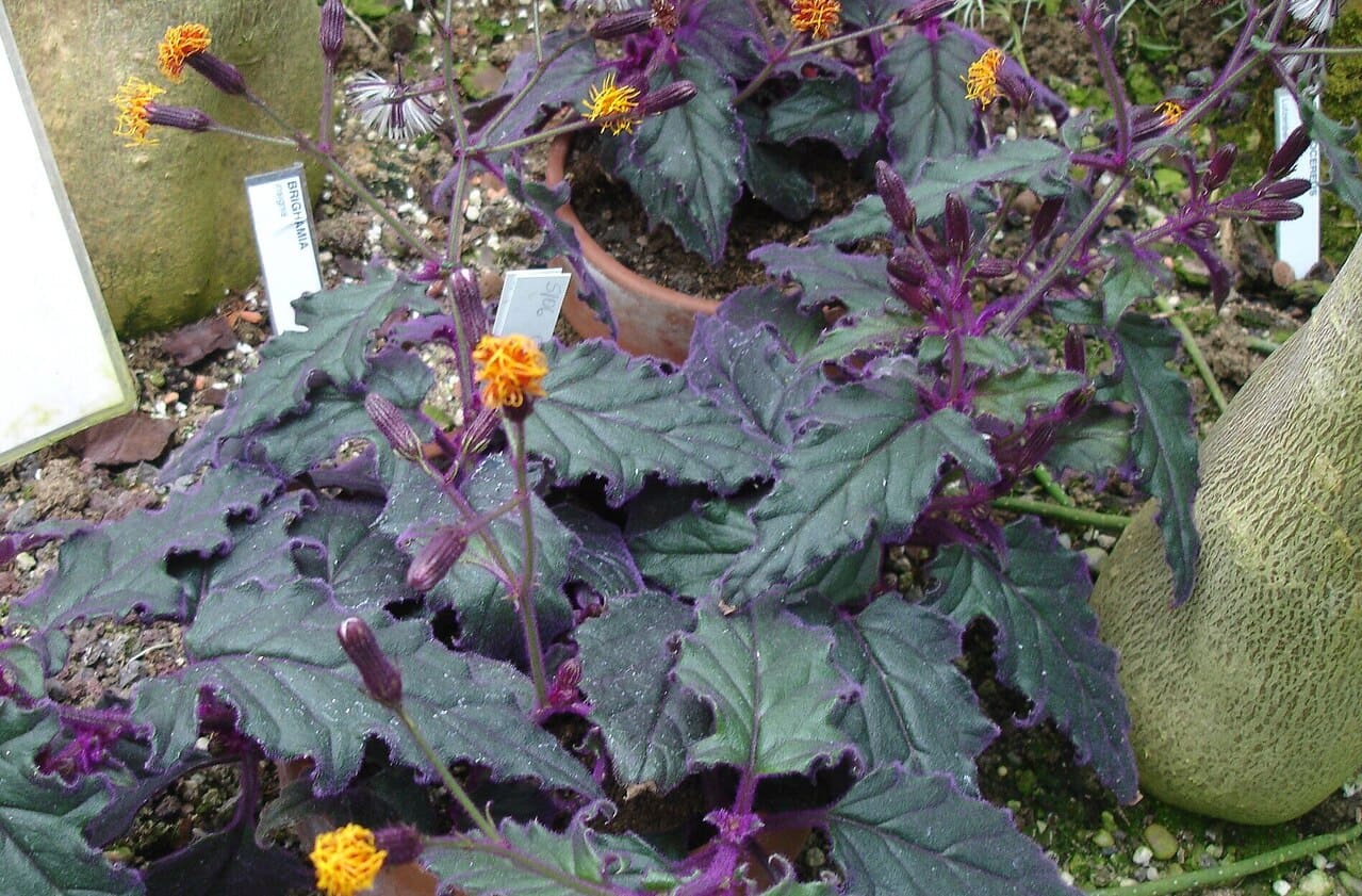 Gynura (Veludo-roxo)
Chama atenção pela textura aveludada das folhas, cobertas por finos pelos arroxeados. É uma planta bastante decorativa para ambientes internos bem iluminados.