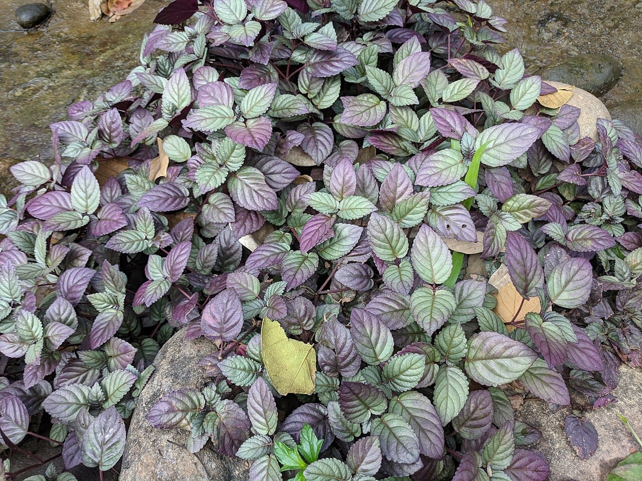 Hemigraphis alternata (Luz-da-noite)
Suas folhas apresentam reflexos metálicos entre o verde escuro e o roxo. É uma espécie compacta, muito usada em bordaduras e vasos ornamentais.