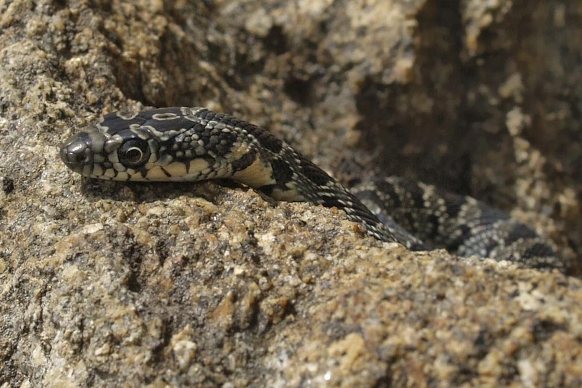 O caso transformou a cobra-ferradura em um exemplo amplamente estudado dos impactos que espécies invasoras podem causar em ecossistemas insulares, onde o equilíbrio ecológico costuma ser mais frágil e vulnerável a mudanças repentinas.