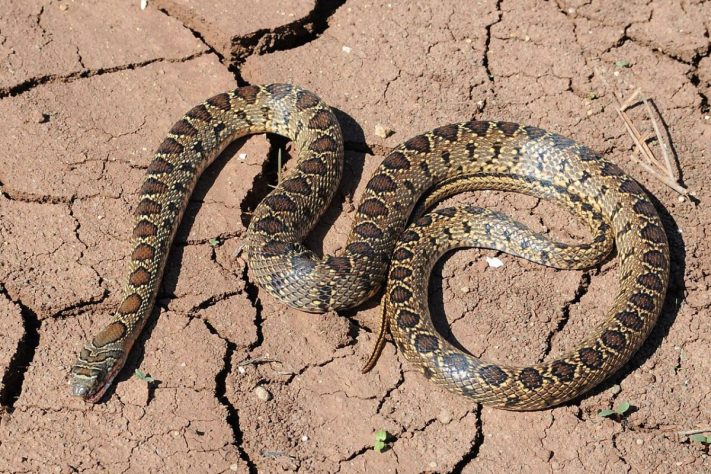 Cobra-ferradura (Hemorrhois hippocrepis) - Wikimedia Commons/Accipiter