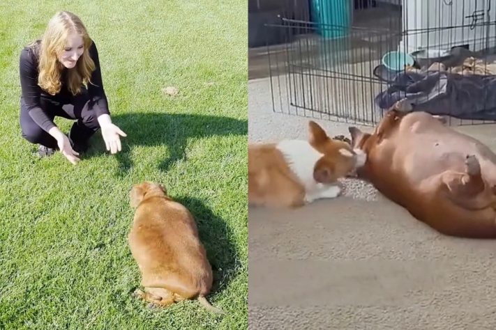 História de cadela Daisy que venceu a obesidade extrema comove a internet – Montagem/Reprodução @thedodo 