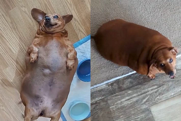 História de cadela Daisy que venceu a obesidade extrema comove a internet – Montagem/Reprodução @thedodo