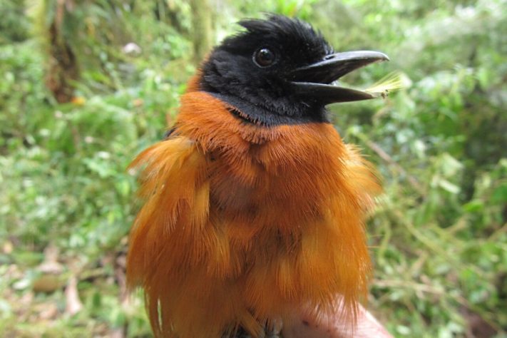 Pitohui (aves, pássaros venenosos) - Wikimedia Commons/Benjamin Freeman