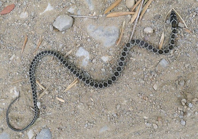 Cobra-ferradura (Hemorrhois hippocrepis) | Flickr - gailhampshire