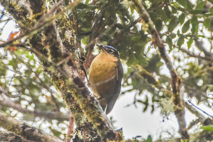 Ifrita-de-coroa-azul (aves, pássaros venenosos) - Jay Pruett/iNaturalist