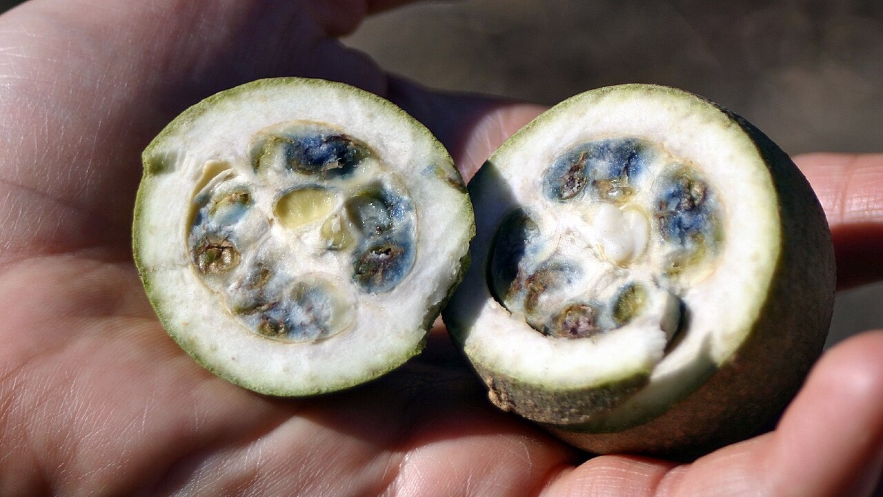 Na medicina natural, o jenipapo também é bastante usado. As folhas, a casca e a polpa são empregadas em chás e infusões para tratar problemas respiratórios, inflamações, anemia e doenças de pele. Estudos científicos têm investigado os compostos bioativos presentes no fruto, como o geniposídeo e a genipoína, que demonstram propriedades anti-inflamatórias e antimicrobianas.
