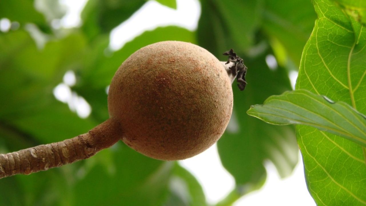 O jenipapo (Genipa americana) é uma fruta tropical típica do Brasil, encontrada em regiões como o Cerrado, a Caatinga e a Amazônia. Ele pode ser colhido quando atinge a coloração amarronzada e apresenta textura levemente macia ao toque. Antes de usar, é importante verificar o ponto de maturação, pois os frutos verdes liberam um suco que mancha a pele e os tecidos. 
 -  (crédito: Flickr / Joao Medeiros)