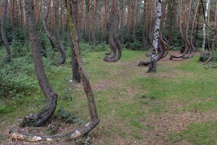 Krzywy Las, Floresta Torta, Polônia – Wikimedia Commons/StasiÓ Stachów
