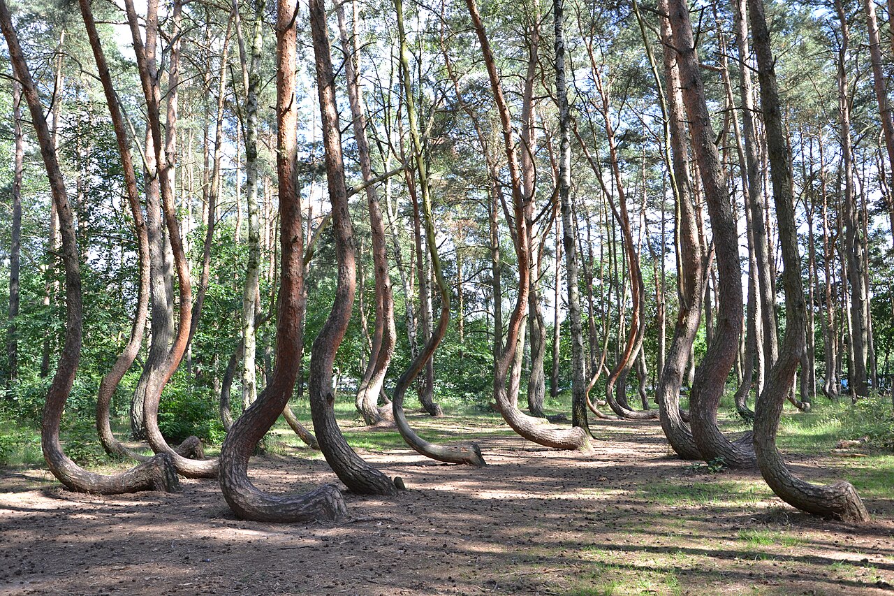 Uma floresta conhecida localmente como 'Krzywy Las' é um dos mistérios botânicos mais fascinantes do mundo e atrai a curiosidade de cientistas, turistas e entusiastas da natureza. Também chamada de 'Floresta Torta', este pequeno bosque localizado perto da cidade de Gryfino, no noroeste da Polônia, chama a atenção por cerca de 400 pinheiros cujos troncos apresentam uma curvatura incomum próxima à base. Em vez de crescerem retos, como ocorre na maioria das árvores, eles se inclinam para o norte, c -  (crédito: Wikimedia Commons/Maciek)