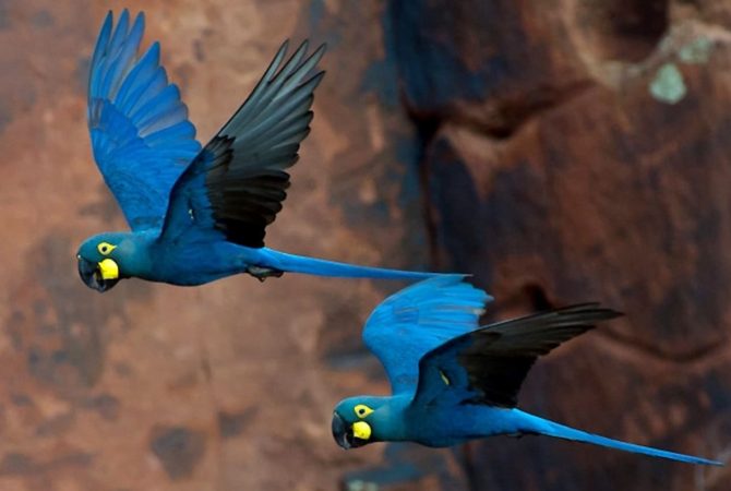 Arara-azul-de-lear fascina no Sertão da Bahia; veja essa e outras espécies azuis