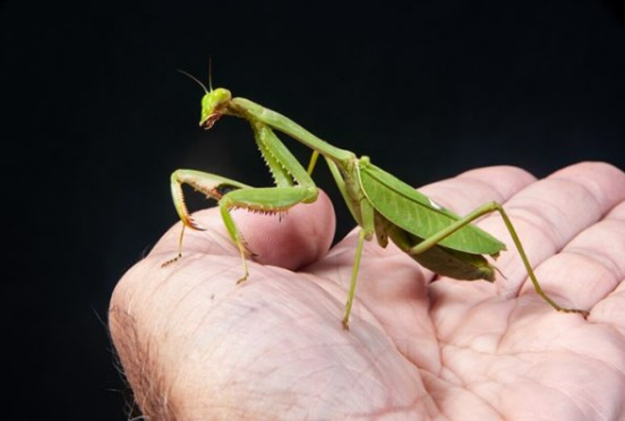 O louva-a-deus chama atenção logo à primeira vista por sua postura curiosa, que lembra alguém em oração. Apesar do tamanho pequeno, esse inseto impressiona por seus hábitos e comportamento estratégico na natureza, sendo um verdadeiro caçador silencioso.
 -  (crédito: Laura Sorrensen / PxHere)