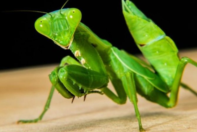 Louva-a-deus: curiosidades do inseto que aparenta ‘se ajoelhar’