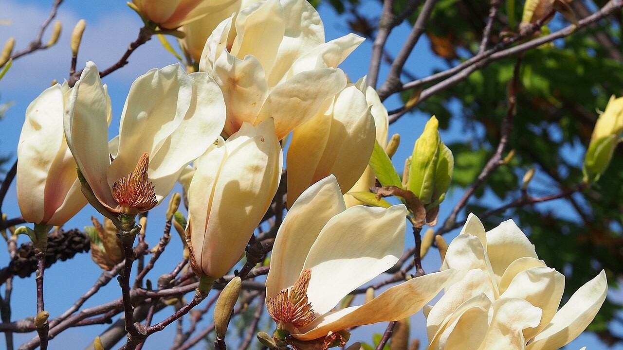 Algumas espécies de magnólia enfrentam ameaças em seus habitats naturais devido ao desmatamento e às mudanças climáticas. A União Internacional para a Conservação da Natureza (IUCN) classifica diversas espécies como vulneráveis ou em perigo de extinção. Projetos de conservação em países como China, Vietnã e México trabalham para proteger populações silvestres e promover o cultivo responsável. 
