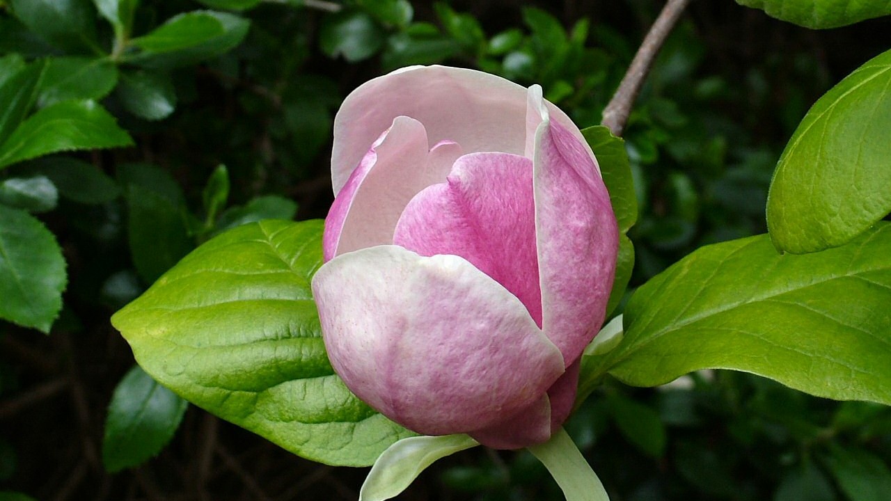 As magnólias pertencem à família botânica Magnoliaceae, que engloba mais de 300 espécies distribuídas pelos continentes. As suas flores variam do branco puro ao rosa intenso, passando pelo roxo e pelo amarelo, dependendo da espécie. Algumas variedades, como a Magnolia grandiflora, produzem flores que podem atingir 30 centímetros de diâmetro. As espécies caducifólias, como a Magnolia soulangeana, florescem na primavera antes mesmo de desenvolver suas folhas.
