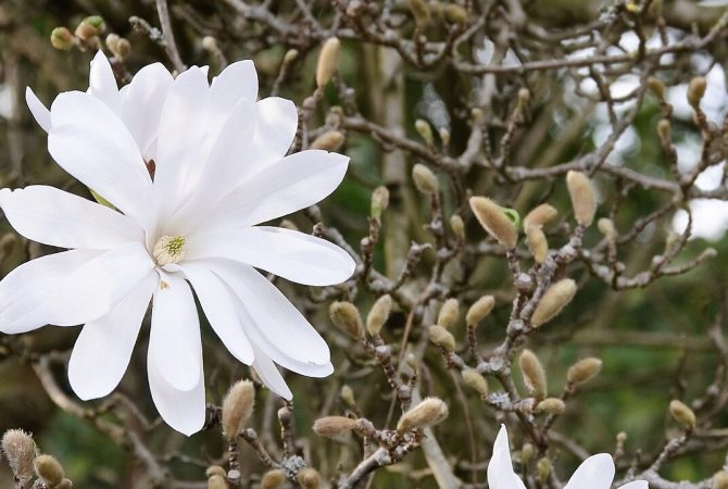 Conheça a flor magnólia, uma das plantas mais antigas do mundo