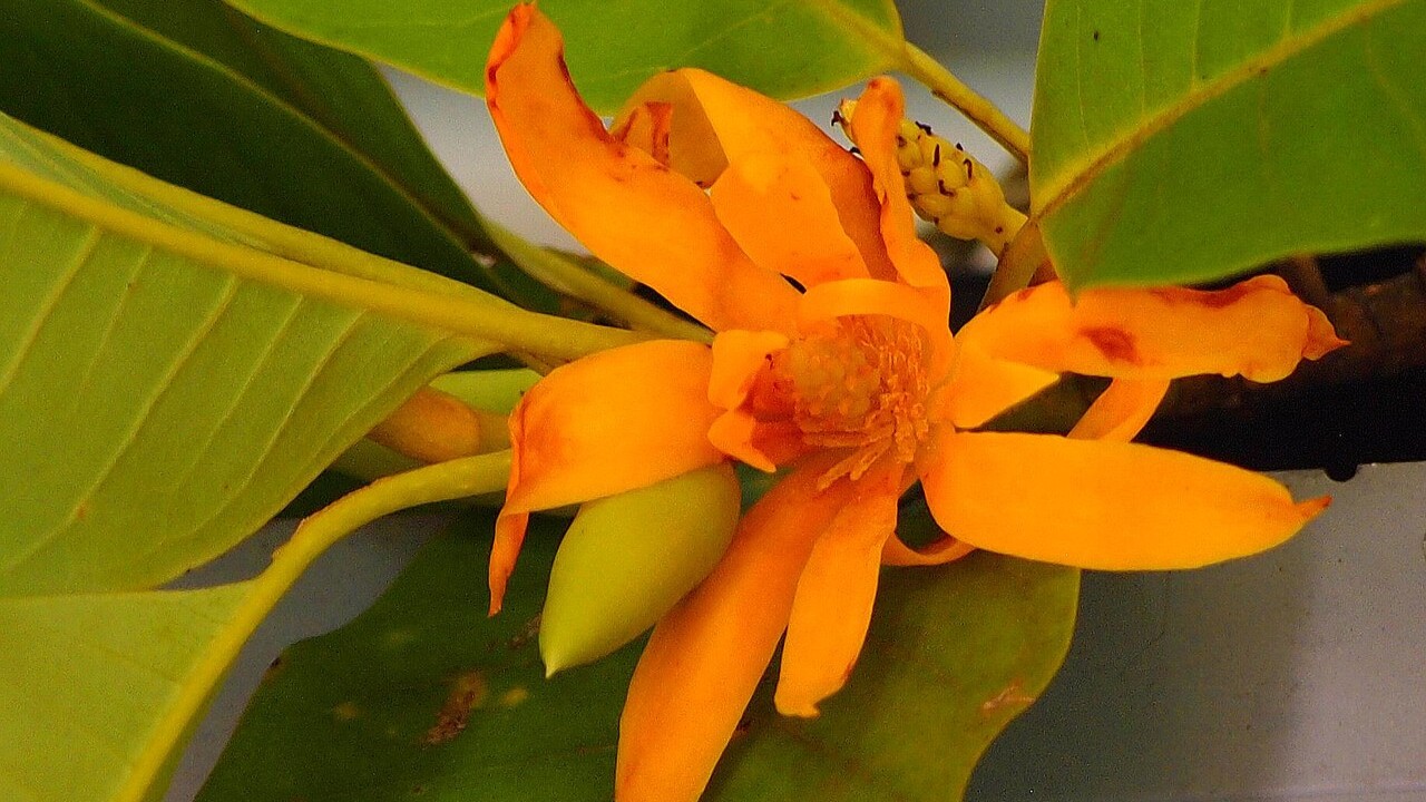 Há séculos, diferentes partes da magnólia têm sido utilizadas para tratar algumas doenças, especialmente na medicina chinesa e japonesa. A casca de espécies como a Magnolia officinalis, por exemplo, é usada para tratar ansiedade, distúrbios digestivos e inflamações. O óleo essencial das flores é empregado em aromaterapia para promover relaxamento e bem-estar.
