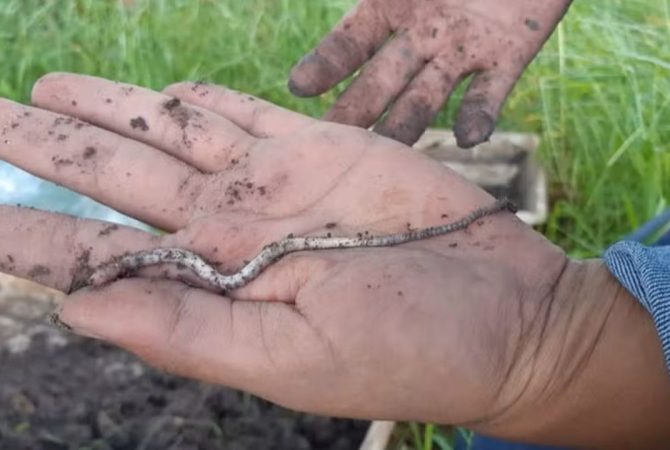 Duas novas espécies de minhocas são descobertas no interior de São Paulo