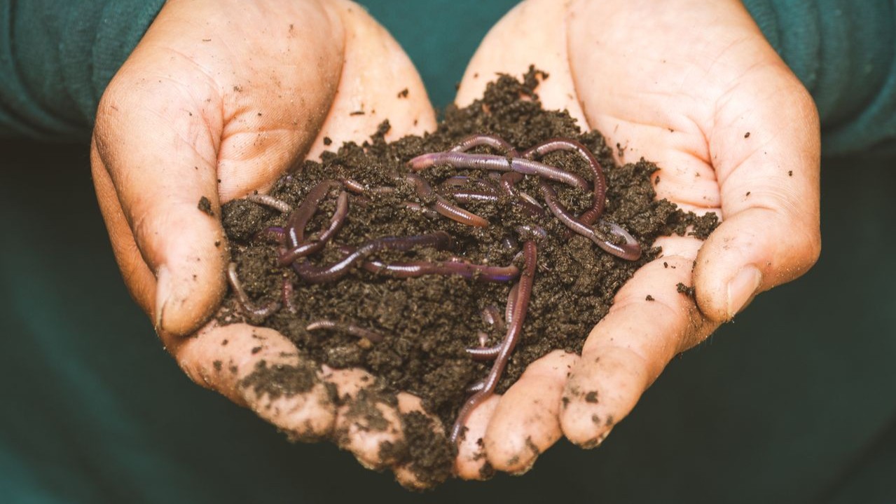 As minhocas são animais invertebrados que pertencem ao grupo dos anelídeos, ou seja, são vermes que possuem o corpo alongado, macio e dividido em vários anéis ou segmentos e que vivem principalmente no solo úmido. Além disso, respiram pela pele e sem umidade, asfixiam, não têm olhos, mas são sensíveis à luz e à vibração.
