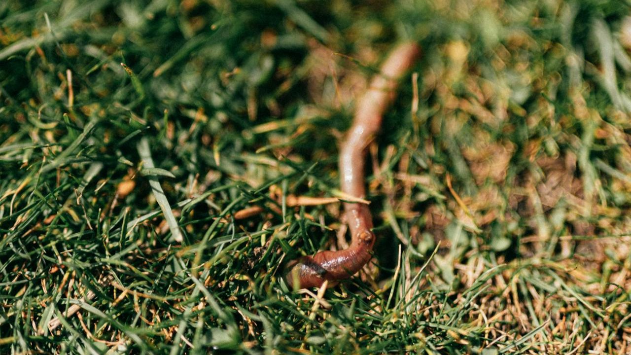 Em relação à reprodução, elas são hermafroditas, mas ainda assim precisam de um parceiro para se reproduzir. Assim, realizam a chamada fecundação cruzada, em que duas minhocas se unem para trocar espermatozoides e ambas ficam 