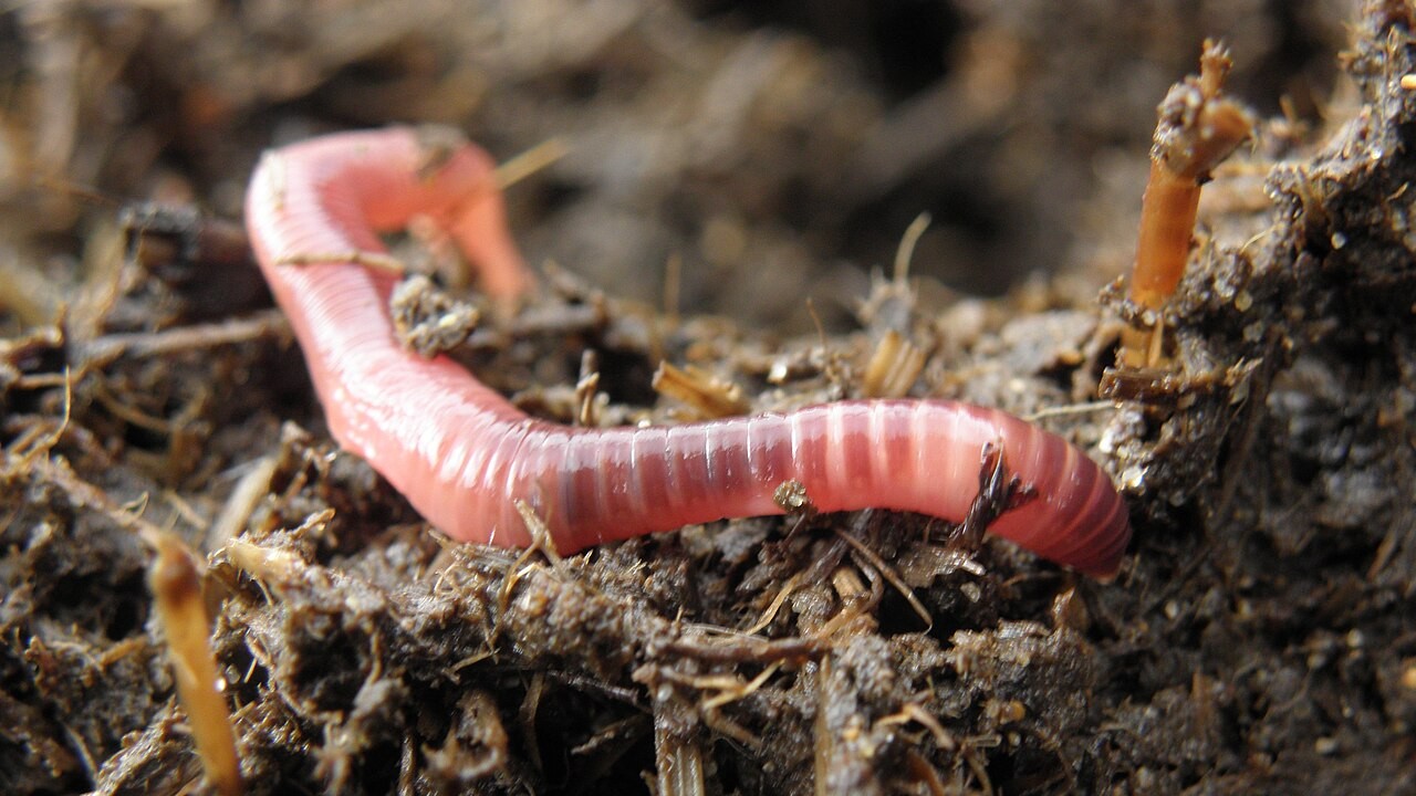 Apesar de parecerem animais simples, elas desempenham um papel fundamental nos ecossistemas terrestres e estão entre os organismos ecologicamente mais importantes da fauna do solo. Elas atuam como engenheiras do ecossistema e são reconhecidas como bioindicadoras da qualidade ambiental e da saúde do solo. 
