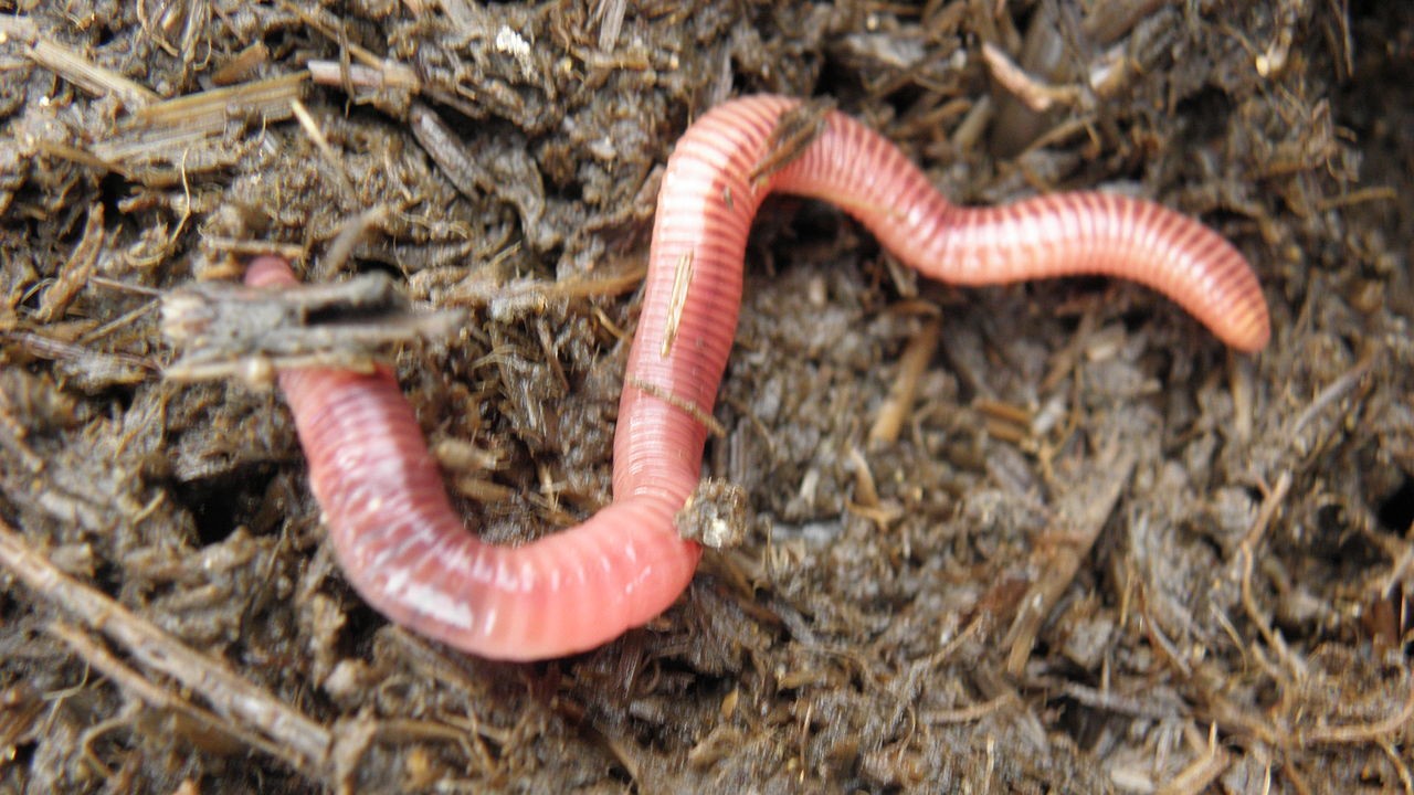 Um desses motivos é a forma como se alimentam. Elas ingerem matéria orgânica em decomposição, como folhas secas, restos de plantas e outros resíduos naturais encontrados no solo e o transformam em húmus, uma substância rica em minerais que aumenta a fertilidade da terra. Por esse motivo, as minhocas são muito valorizadas na agricultura e na jardinagem. 
