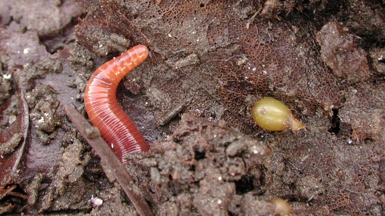 Esse processo é tão valioso que agricultores e jardineiros cultivam minhocas intencionalmente na vermicompostagem, uma técnica que usa as minhocas como agentes naturais de reciclagem orgânica. Restos de alimentos, borra de café, cascas de frutas e folhas secas são colocados em caixas ou canteiros especiais, onde as minhocas trabalham continuamente, transformando esse material em um adubo de altíssima qualidade, chamado húmus de minhoca ou vermicomposto. 
