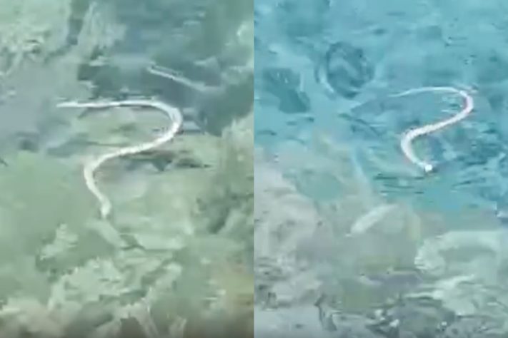 Cobra-ferradura: serpente invasora atravessa ilhas a nado e coloca espécie de lagarto em risco na Espanha - Montagem/Reprodução
