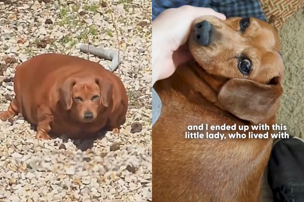 A jornada de reabilitação de uma cadelinha da raça dachshund — o popular 'salsicha' — comoveu milhares de internautas após uma história de superação emocionante. Segundo informações do site 'Amo Meu Pet', Daisy carregava um peso severo que inviabilizava tarefas simples, como subir os degraus ou cruzar o corredor de casa. Tegan, que trabalhava na assistência de uma idosa acometida por demência, conheceu o animal e se chocou com seu estado de saúde crítico. A antiga tutora, por conta de lapsos fre -  (crédito: Montagem/Reproduc?a?o @thedodo)
