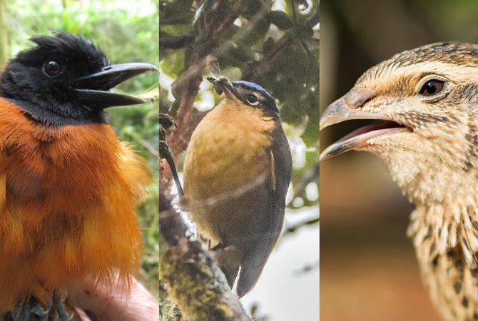 Sabia dessa? Existem aves na natureza que carregam toxinas perigosas; veja exemplos