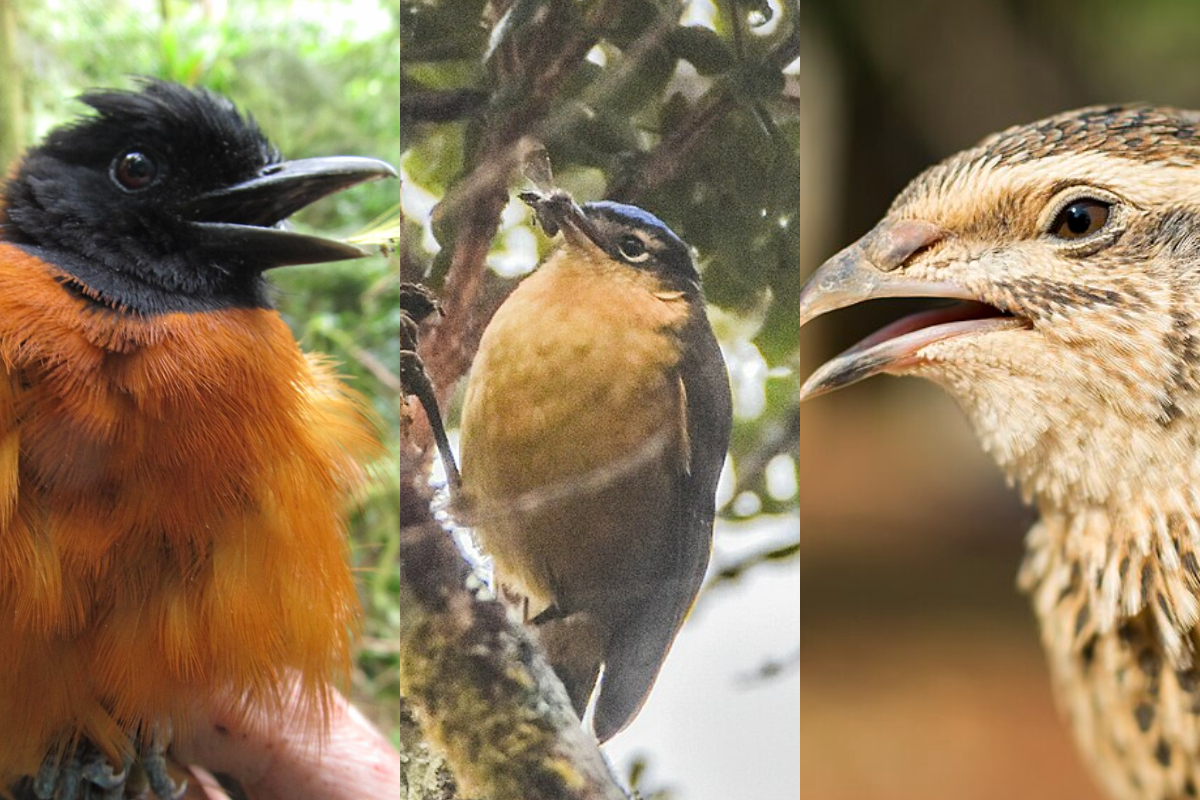 Aves, pássaros venenosos - Montagem/Wikimedia Commons/iNaturalist