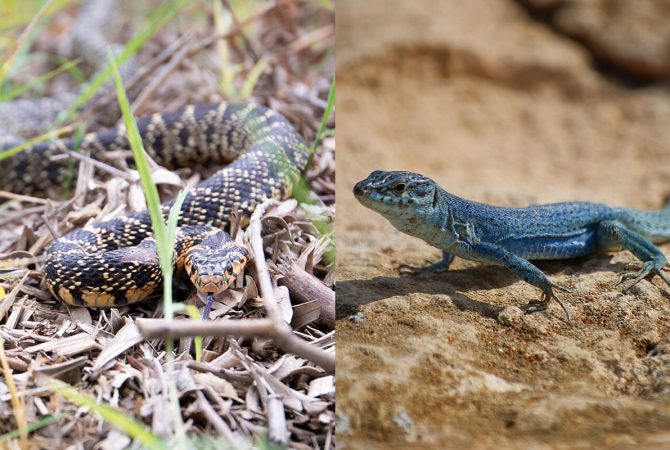 Cobra-ferradura: serpente invasora atravessa ilhas a nado e coloca espécie de lagarto em risco na Espanha