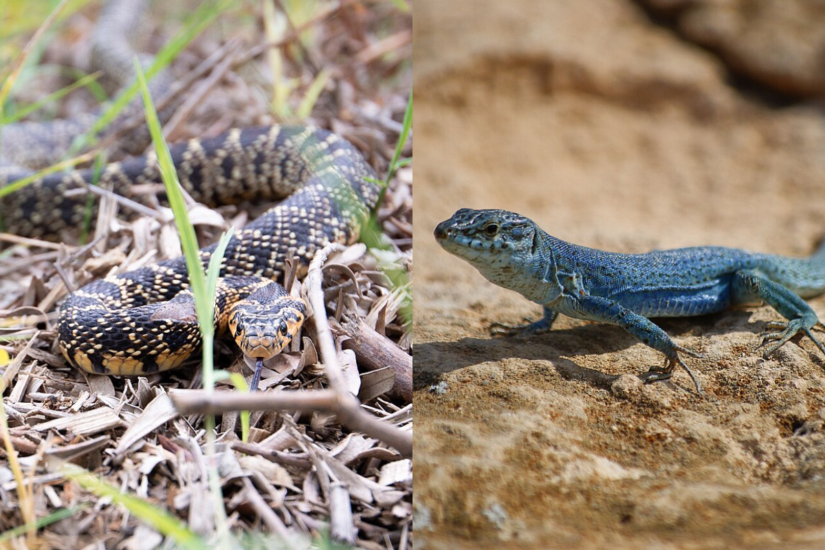 Cobra-ferradura: serpente invasora atravessa ilhas a nado e coloca espécie de lagarto em risco na Espanha - Montagem/Wikimedia Commons