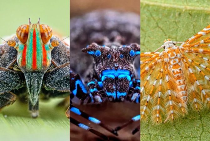 Pesquisadores encontram espécies até então desconhecidas em um dos territórios menos explorados da África