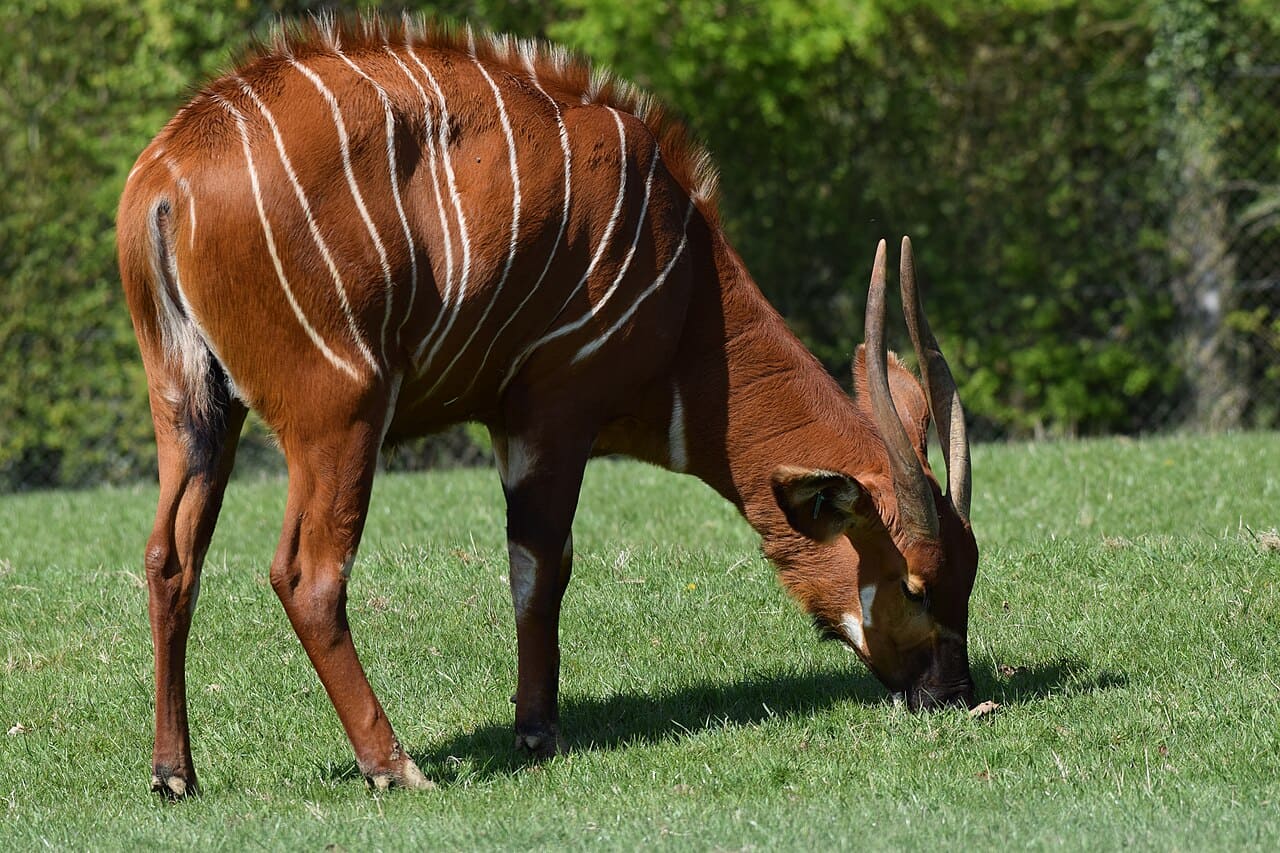 O bongo-da-montanha (Tragelaphus eurycerus isaaci) é uma subespécie encontrada apenas no Quênia. Ele se destaca pela pelagem castanho-avermelhada marcada por finas listras brancas verticais e pelos longos chifres em espiral presentes em machos e fêmeas. 