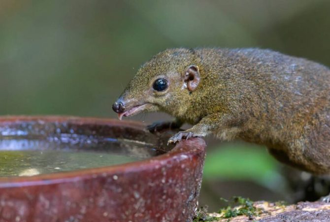 Por que existem tão poucos mamíferos venenosos? Entenda o fenômeno na natureza