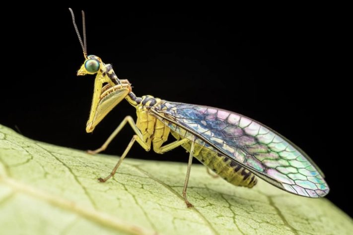 O mantispídeo (Sagittalata sp.) não é nem um louva-a-deus nem uma mosca; é, na verdade, uma crisopa — pertencente à mesma ordem das moscas-coruja – Divulgação/Nicky Bay/The Wilderness Project