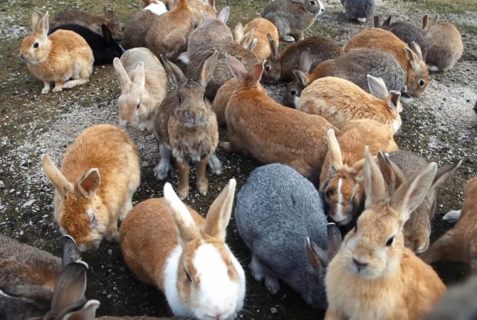 Okunoshima: ilha japonesa tomada por coelhos vira fenômeno turístico e guarda passado sombrio