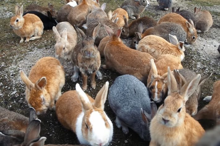 Okunoshima, ilha dos coelhos, Japão – Reprodução/YouTube Great Big Story