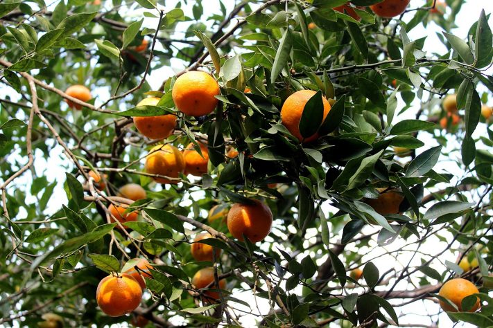 Laranjas - Wikimedia Commons/Auli Raha