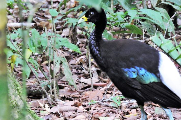 Jacamim, ave que utiliza vocalizações estridentes e comportamento territorial para atuar como cão de guarda nas comunidades da Amazônia – Wikimedia Commons/Rodrigo Mariaca