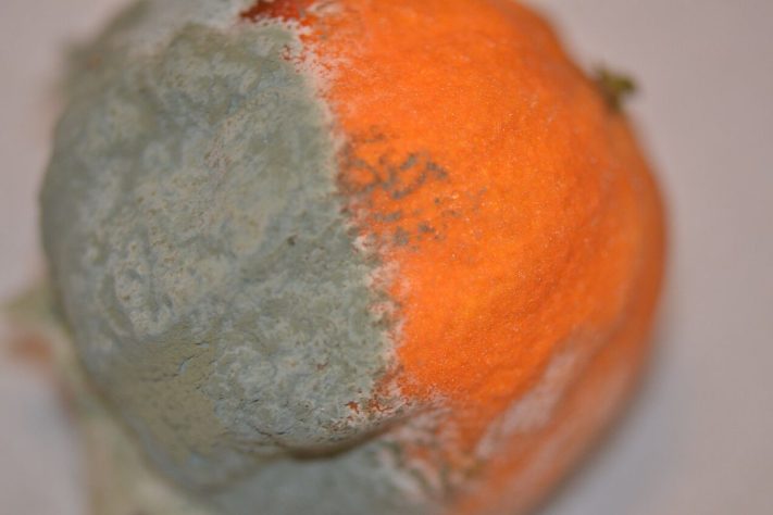 Laranja, mofo azul - Wikimedia Commons/Jean.claude